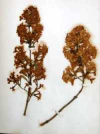 Pressed Plants