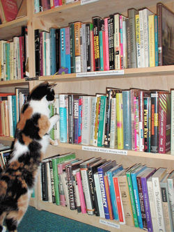 Hmmm, postmodern theory or catnip?