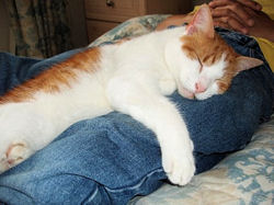 Oliver